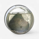 Colar Segredo do Mar - Pérola do Destino