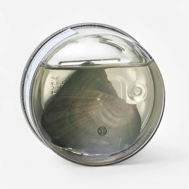 Colar Segredo do Mar - Pérola do Destino